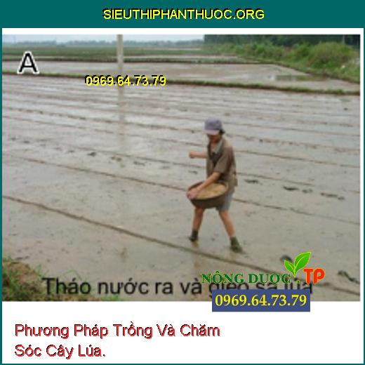 Phương Pháp Trồng Và Chăm Sóc Cây Lúa.