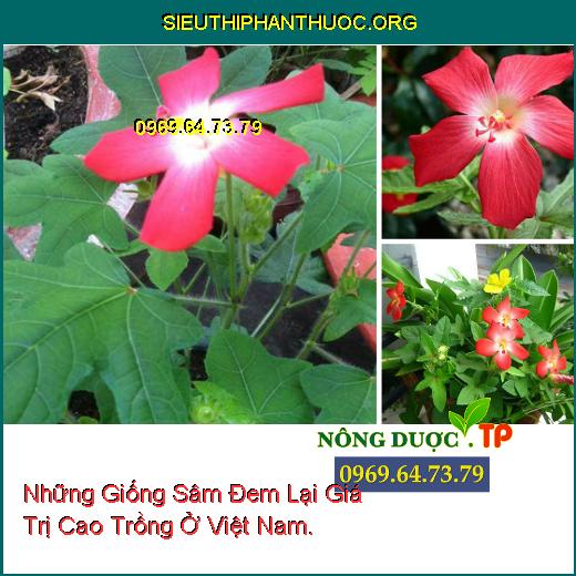 Những Giống Sâm Đem Lại Giá Trị Cao Trồng Ở Việt Nam.