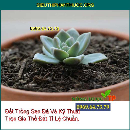 Đất Trồng Sen Đá Và Kỹ Thuật Trộn Giá Thể Đất Tỉ Lệ Chuẩn.