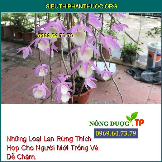 Những Loại Lan Rừng Thích Hợp Cho Người Mới Trồng Và Dễ Chăm.