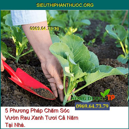 5 Phương Pháp Chăm Sóc Vườn Rau Xanh Tươi Cả Năm Tại Nhà.