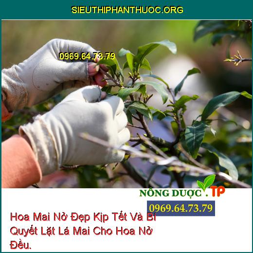 Hoa Mai Nở Đẹp Kịp Tết Và Bí Quyết Lặt Lá Mai Cho Hoa Nở Đều.