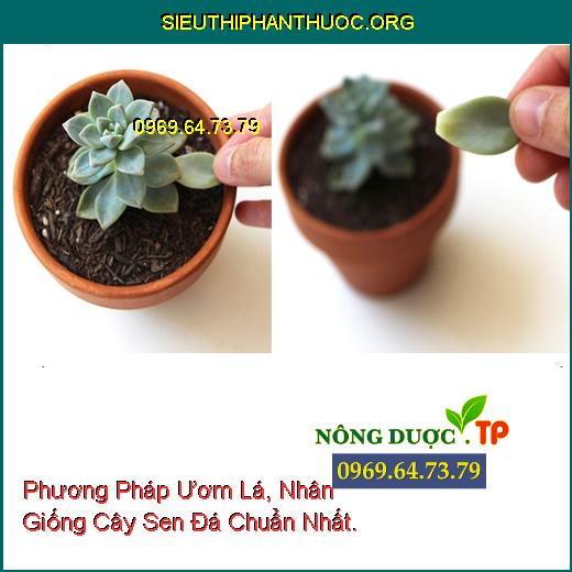 Phương Pháp Ươm Lá, Nhân Giống Cây Sen Đá Chuẩn Nhất.