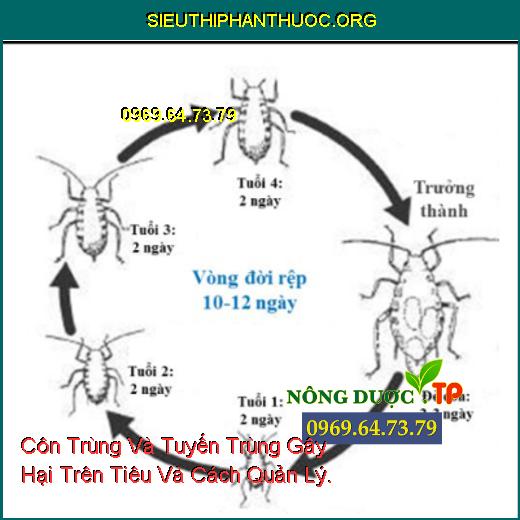 Hình 1: Tuyến trùng gây bướu rễ tiêu.