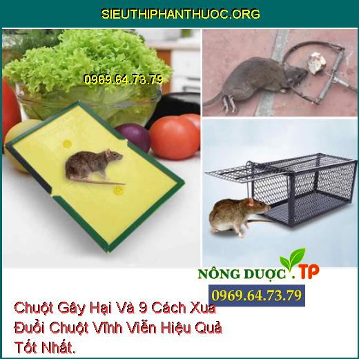 Chuột Gây Hại Và 9 Cách Xua Đuổi Chuột Vĩnh Viễn Hiệu Quả Tốt Nhất.