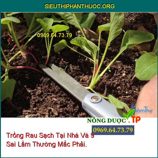 Trồng Rau Sạch Tại Nhà Và 9 Sai Lầm Thường Mắc Phải.