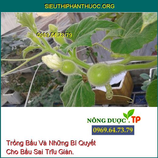 Trồng Bầu Và Những Bí Quyết Cho Bầu Sai Trĩu Giàn.