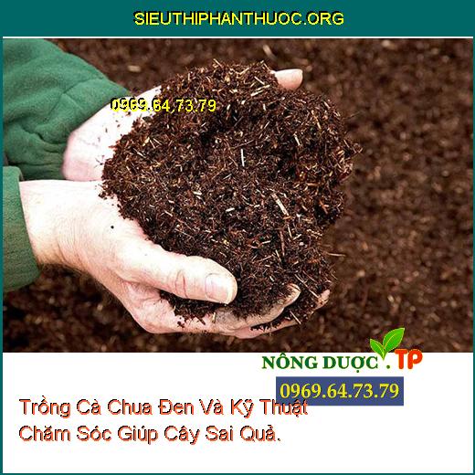 Trồng Cà Chua Đen Và Kỹ Thuật Chăm Sóc Giúp Cây Sai Quả.