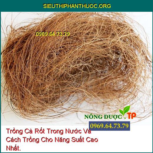 Trồng Cà Rốt Trong Nước Và Cách Trồng Cho Năng Suất Cao Nhất.