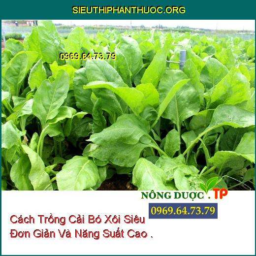 Cách Trồng Cải Bó Xôi Siêu Đơn Giản Và Năng Suất Cao .