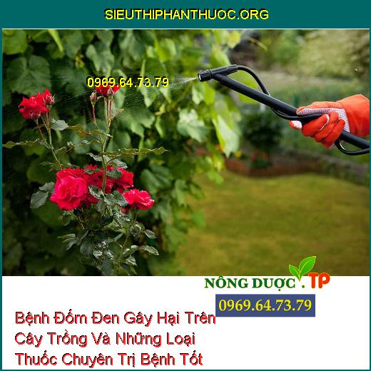 Bệnh Đốm Đen Gây Hại Trên Cây Trồng Và Những Loại Thuốc Chuyên Trị Bệnh Tốt Nhất.