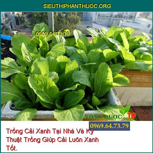 Trồng Cải Xanh Tại Nhà Và Kỹ Thuật Trồng Giúp Cải Luôn Xanh Tốt.