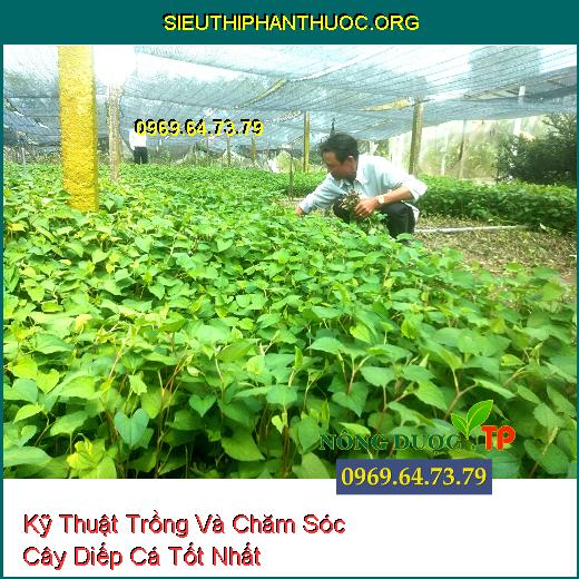 Kỹ Thuật Trồng Và Chăm Sóc Cây Diếp Cá Tốt Nhất