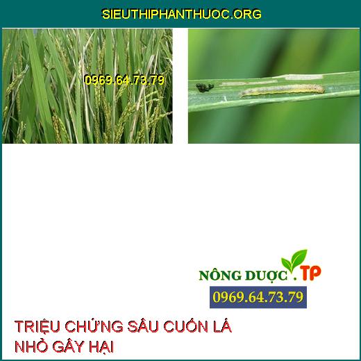 SÂU CUỐN LÁ NHỎ