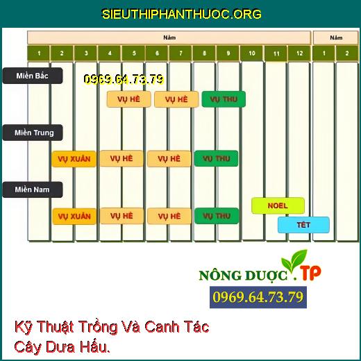 Kỹ Thuật Trồng Và Canh Tác Cây Dưa Hấu.