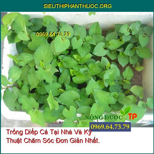 Trồng Diếp Cá Tại Nhà Và Kỹ Thuật Chăm Sóc Đơn Giản Nhất.