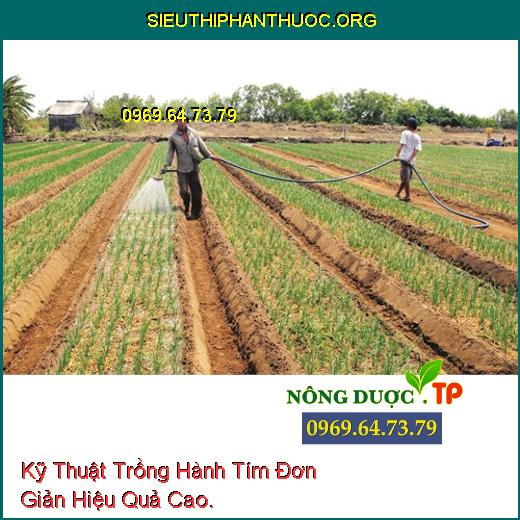 Kỹ Thuật Trồng Hành Tím Đơn Giản Hiệu Quả Cao.