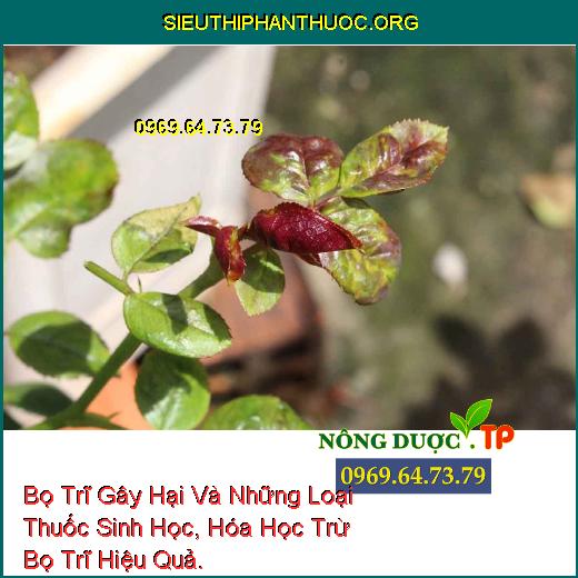 Bọ Trĩ Gây Hại Và Những Loại Thuốc Sinh Học, Hóa Học Trừ Bọ Trĩ Hiệu Quả.