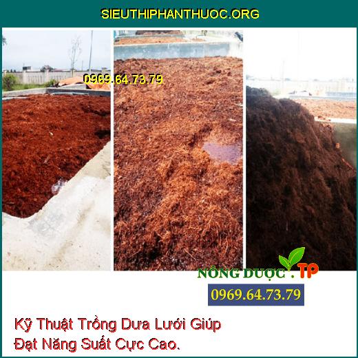 Kỹ Thuật Trồng Dưa Lưới Giúp Đạt Năng Suất Cực Cao.