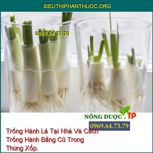 Trồng Hành Lá Tại Nhà Và Cách Trồng Hành Bằng Củ Trong Thùng Xốp.