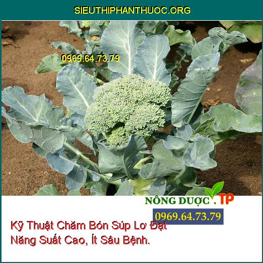 Kỹ Thuật Chăm Bón Súp Lơ Đạt Năng Suất Cao, Ít Sâu Bệnh.