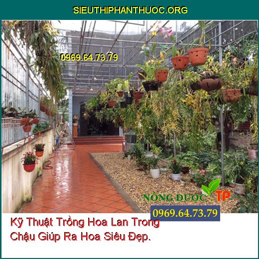 Kỹ Thuật Trồng Hoa Lan Trong Chậu Giúp Ra Hoa Siêu Đẹp.