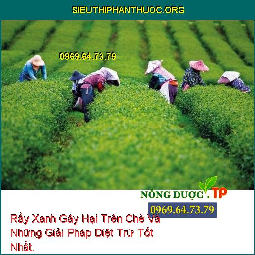 Rầy Xanh Gây Hại Trên Chè Và Những Giải Pháp Diệt Trừ Tốt Nhất.