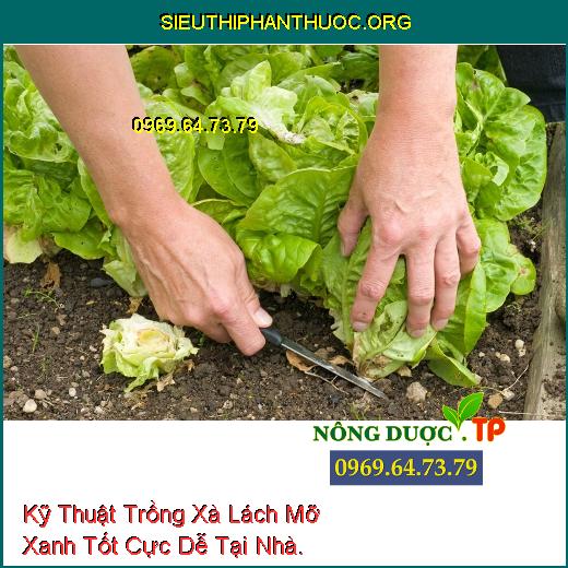 Kỹ Thuật Trồng Xà Lách Mỡ Xanh Tốt Cực Dễ Tại Nhà.