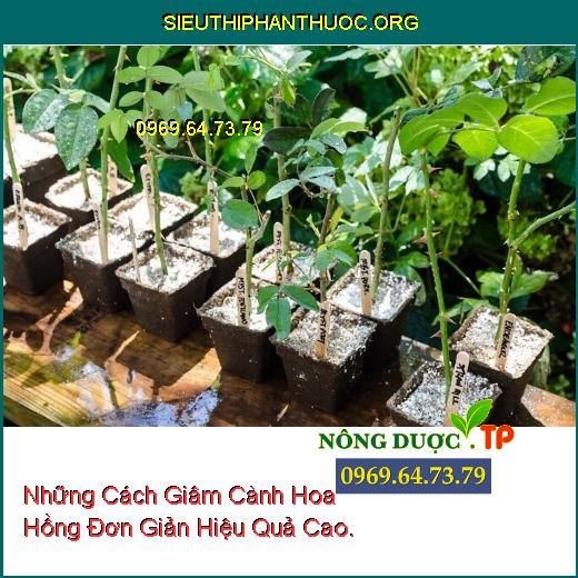 Những Cách Giâm Cành Hoa Hồng Đơn Giản Hiệu Quả Cao.