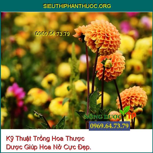 Kỹ Thuật Trồng Hoa Thược Dược Giúp Hoa Nở Cực Đẹp.