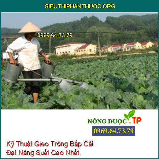 Kỹ Thuật Gieo Trồng Bắp Cải Đạt Năng Suất Cao Nhất.