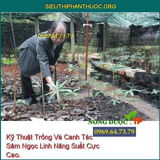 Kỹ Thuật Trồng Và Canh Tác Sâm Ngọc Linh Năng Suất Cực Cao.