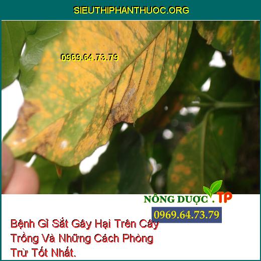 Bệnh Gỉ Sắt Gây Hại Trên Cây Trồng Và Những Cách Phòng Trừ Tốt Nhất.