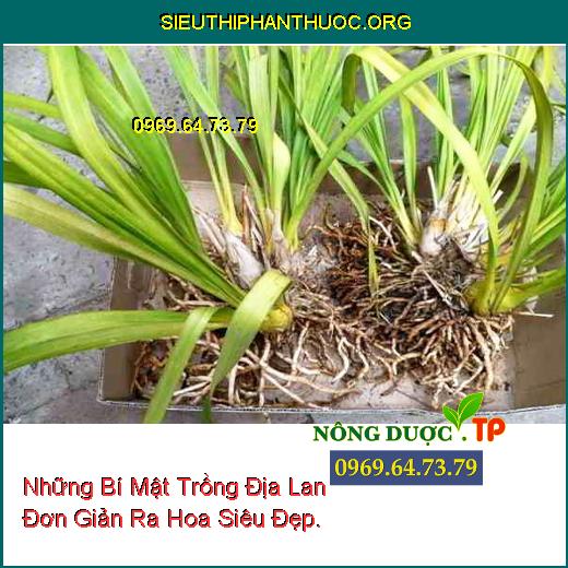 Những Bí Mật Trồng Địa Lan Đơn Giản Ra Hoa Siêu Đẹp.