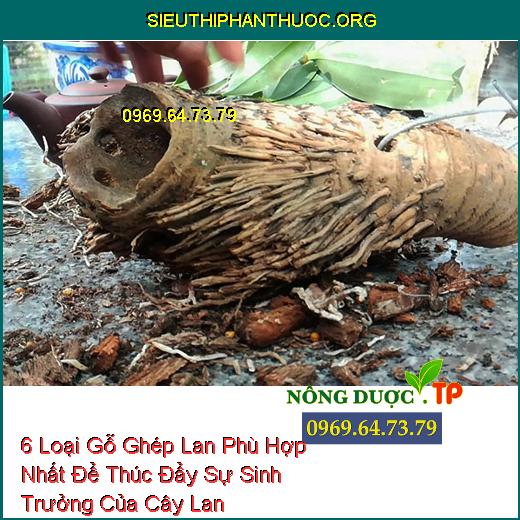 6 Loại Gỗ Ghép Lan Phù Hợp Nhất Để Thúc Đẩy Sự Sinh Trưởng Của Cây Lan