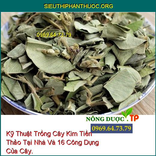 Kỹ Thuật Trồng Cây Kim Tiền Thảo Tại Nhà Và 16 Công Dụng Của Cây.