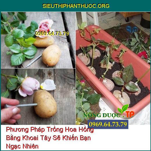 Phương Pháp Trồng Hoa Hồng Bằng Khoai Tây Sẽ Khiến Bạn Ngạc Nhiên 