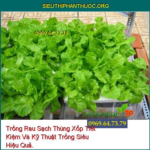 Trồng Rau Sạch Thùng Xốp Tiết Kiệm Và Kỹ Thuật Trồng Siêu Hiệu Quả.