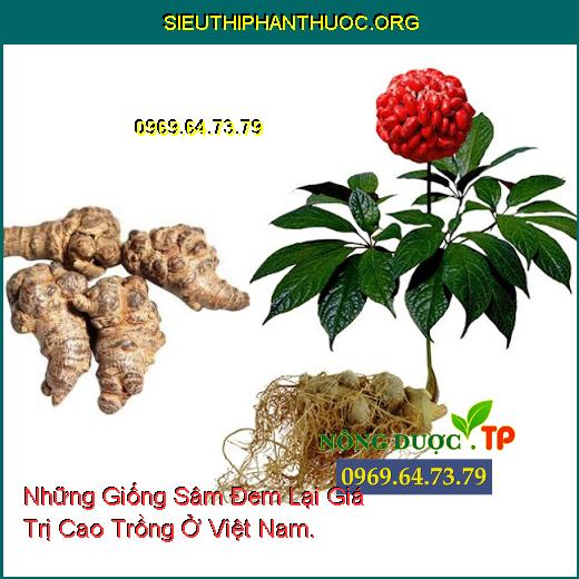 Những Giống Sâm Đem Lại Giá Trị Cao Trồng Ở Việt Nam.