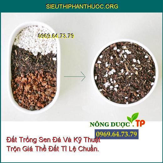 Đất Trồng Sen Đá Và Kỹ Thuật Trộn Giá Thể Đất Tỉ Lệ Chuẩn.