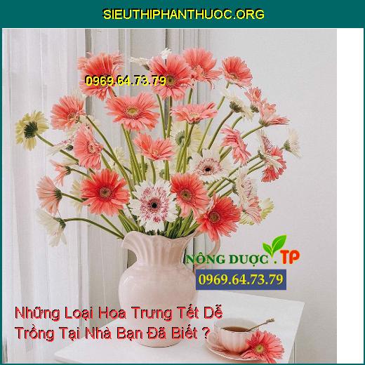 Những Loại Hoa Trưng Tết Dễ Trồng Tại Nhà Bạn Đã Biết ?