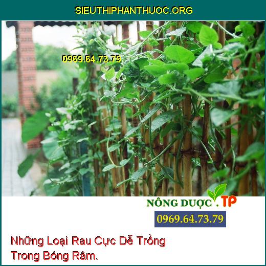 Những Loại Rau Cực Dễ Trồng Trong Bóng Râm.