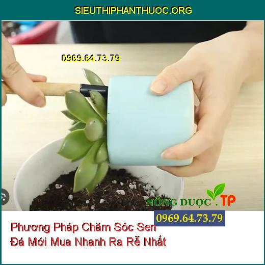 Phương Pháp Chăm Sóc Sen Đá Mới Mua Nhanh Ra Rễ Nhất