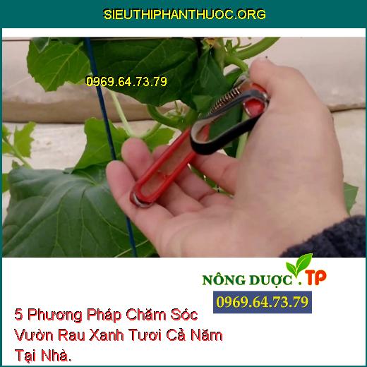 5 Phương Pháp Chăm Sóc Vườn Rau Xanh Tươi Cả Năm Tại Nhà.