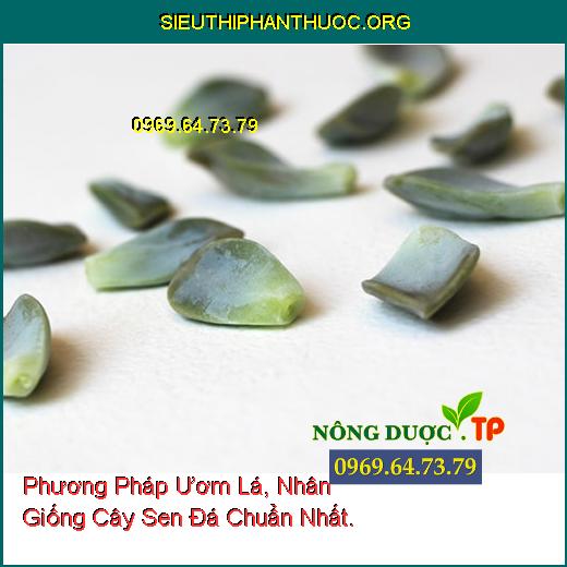 Phương Pháp Ươm Lá, Nhân Giống Cây Sen Đá Chuẩn Nhất.