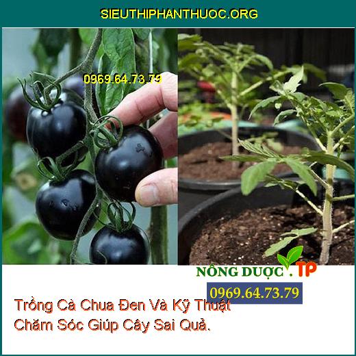 Trồng Cà Chua Đen Và Kỹ Thuật Chăm Sóc Giúp Cây Sai Quả.