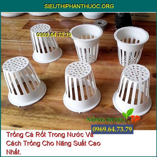 Trồng Cà Rốt Trong Nước Và Cách Trồng Cho Năng Suất Cao Nhất.