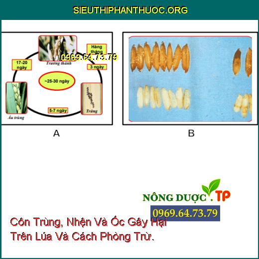 Côn Trùng, Nhện Và Ốc Gây Hại Trên Lúa Và Cách Phòng Trừ.