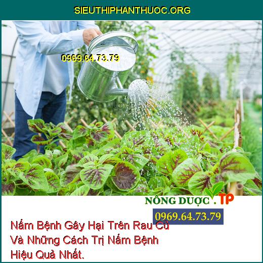 Nấm Bệnh Gây Hại Trên Rau Củ Và Những Cách Trị Nấm Bệnh Hiệu Quả Nhất.