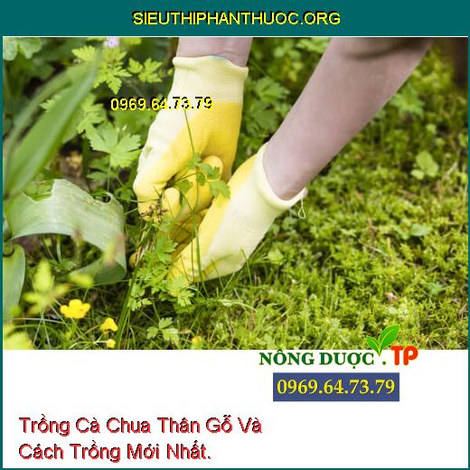 Trồng Cà Chua Thân Gỗ Và Cách Trồng Mới Nhất.